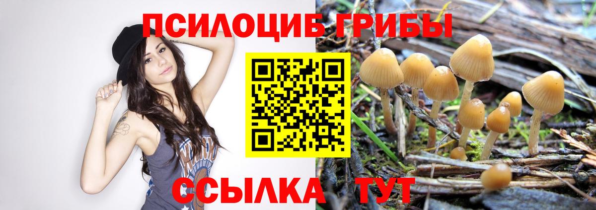 Королёв  Галлюциногенные грибы MAGIC MUSHROOMS  Псилоцибиновые грибы Psilocybine cubensis  Вход с VPN 